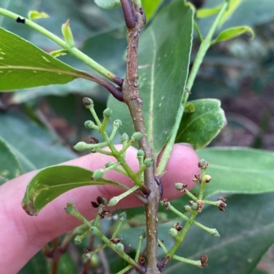 Notelaea longifolia (Long-Leaved Mock Olive) at Booderee National Park - 15 Dec 2023 by Tapirlord