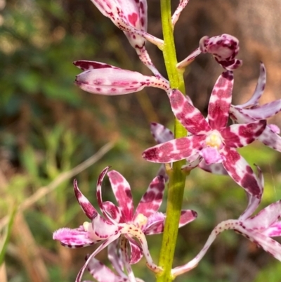 Dipodium variegatum (Blotched Hyacinth Orchid) at Booderee National Park - 15 Dec 2023 by Tapirlord