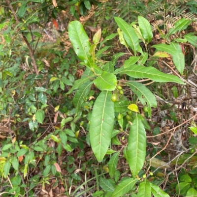 Elaeocarpus reticulatus (Blueberry Ash, Fairy Petticoats) at Booderee National Park - 15 Dec 2023 by Tapirlord