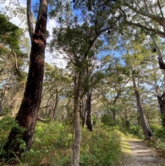 Banksia serrata (Saw Banksia) at Booderee National Park - 15 Dec 2023 by Tapirlord