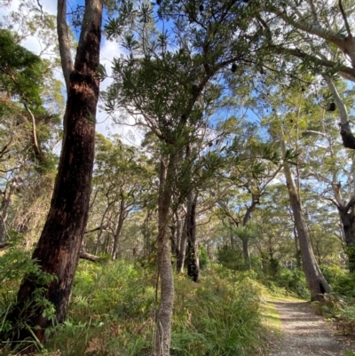 Banksia serrata (Saw Banksia) at Booderee National Park - 15 Dec 2023 by Tapirlord