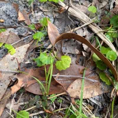 Viola banksii (Native Violet) at Booderee National Park - 15 Dec 2023 by Tapirlord