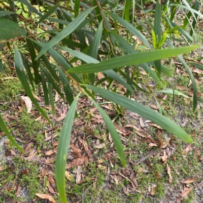 Acacia longifolia subsp. longifolia (Sydney Golden Wattle) at Booderee National Park1 - 15 Dec 2023 by Tapirlord
