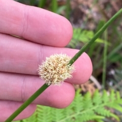 Ficinia nodosa (Knobby Club-rush) at Booderee National Park - 15 Dec 2023 by Tapirlord