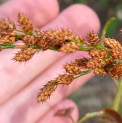 Baloskion tetraphyllum subsp. meiostachyum (Plume Rush, Australian Reed) at Booderee National Park - 15 Dec 2023 by Tapirlord