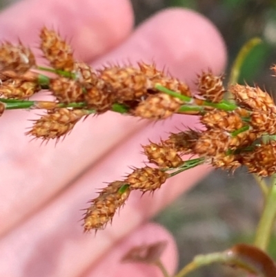 Baloskion tetraphyllum subsp. meiostachyum (Plume Rush, Australian Reed) at Booderee National Park - 15 Dec 2023 by Tapirlord