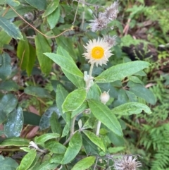 Coronidium elatum subsp. elatum (Tall Everlasting) at Booderee National Park - 15 Dec 2023 by Tapirlord