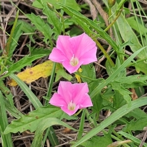 Convolvulus angustissimus subsp. angustissimus at The Pinnacle - 16 Jan 2024