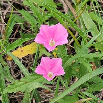 Convolvulus angustissimus subsp. angustissimus (Australian Bindweed) at The Pinnacle - 15 Jan 2024 by sangio7