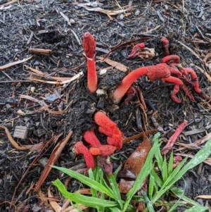 Phallus rubicundus at Spence, ACT - 17 Jan 2024 01:07 PM