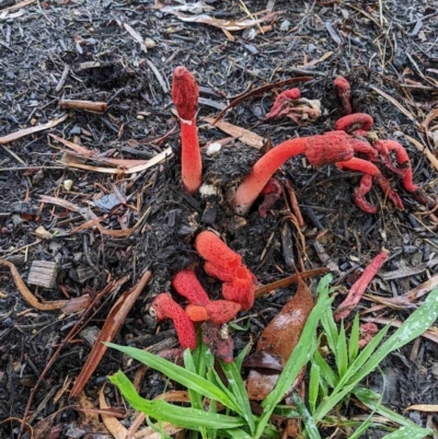 Phallus rubicundus (Phallus rubicundus) at Spence, ACT - 17 Jan 2024 by eyal