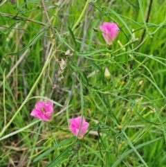 Convolvulus angustissimus subsp. angustissimus (Australian Bindweed) at The Pinnacle - 16 Jan 2024 by sangio7