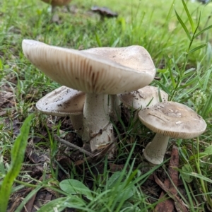 Amanita sp. at Holder, ACT - 15 Jan 2024