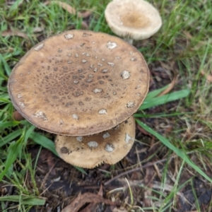 Amanita sp. at Holder, ACT - 15 Jan 2024