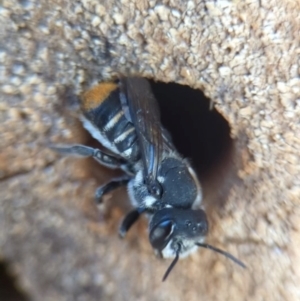 Megachile ferox at Holder, ACT - 11 Jan 2024