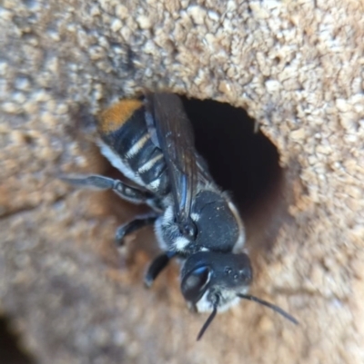 Megachile ferox (Resin bee) at Holder, ACT - 11 Jan 2024 by Miranda