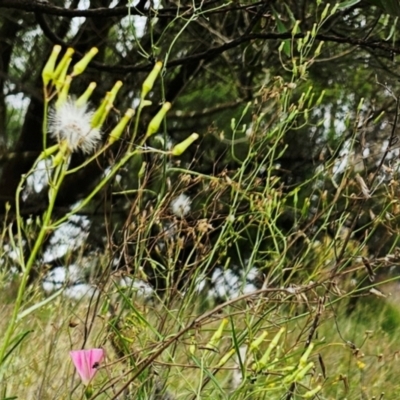 Senecio quadridentatus (Cotton Fireweed) at The Pinnacle - 15 Jan 2024 by sangio7