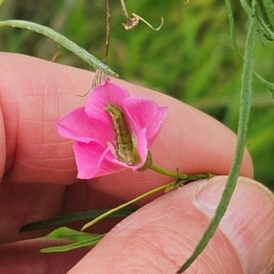 Helicoverpa (genus) at The Pinnacle - 16 Jan 2024