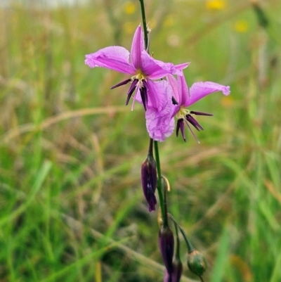 Arthropodium fimbriatum (Nodding Chocolate Lily) at Belconnen, ACT - 16 Jan 2024 by sangio7