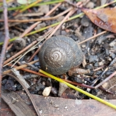 Sauroconcha sheai (Woronora Woodland Snail) at Penrose - 8 Jan 2024 by Aussiegall