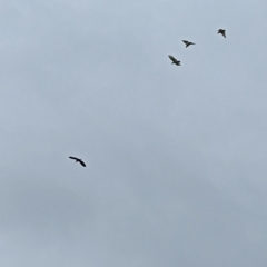 Nycticorax caledonicus at Coombs, ACT - 14 Jan 2024