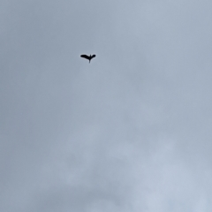 Nycticorax caledonicus at Coombs, ACT - 14 Jan 2024 10:42 AM