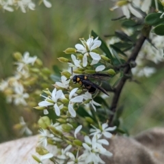 Pterygophorus cinctus at Holder Wetlands - 14 Jan 2024