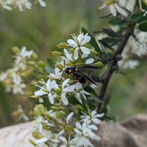 Pterygophorus cinctus at Holder Wetlands - 14 Jan 2024