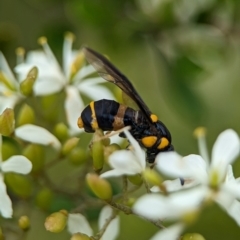 Pterygophorus cinctus at Holder Wetlands - 14 Jan 2024