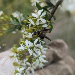 Pterygophorus cinctus at Holder Wetlands - 14 Jan 2024