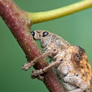 Gonipterus scutellatus at Holder, ACT - 16 Jan 2024