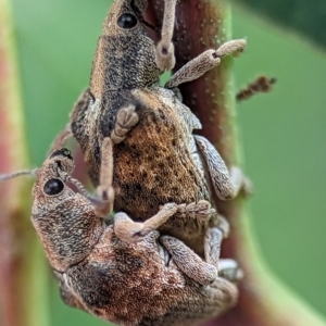 Gonipterus scutellatus at Holder, ACT - 16 Jan 2024