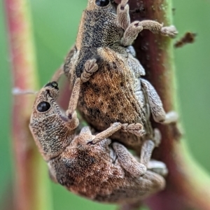 Gonipterus scutellatus at Holder, ACT - 16 Jan 2024 01:40 PM