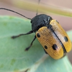 Cadmus (Cadmus) litigiosus (Leaf beetle) at Holder, ACT - 16 Jan 2024 by Miranda