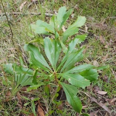 Telopea speciosissima (NSW Waratah) at Wingecarribee Local Government Area - 5 Jan 2024 by Aussiegall