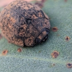 Trachymela sp. (genus) (Brown button beetle) at Holder Wetlands - 16 Jan 2024 by Miranda