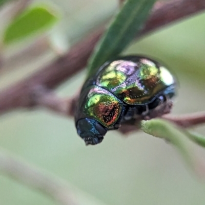 Callidemum hypochalceum (Hop-bush leaf beetle) at Holder Wetlands - 16 Jan 2024 by Miranda