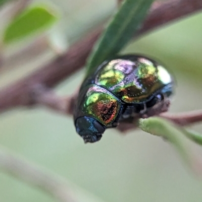 Callidemum hypochalceum (Hop-bush leaf beetle) at Holder, ACT - 16 Jan 2024 by Miranda