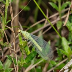 Mallada sp. (genus) (Green lacewing) at Block 402 - 16 Jan 2024 by Roger