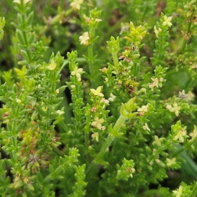 Galium gaudichaudii subsp. gaudichaudii (Rough Bedstraw) at The Pinnacle - 16 Jan 2024 by sangio7