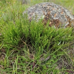 Galium gaudichaudii subsp. gaudichaudii at The Pinnacle - 16 Jan 2024