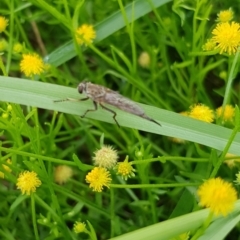 Cerdistus sp. (genus) (Slender Robber Fly) at North Mitchell Grassland  (NMG) - 15 Jan 2024 by HappyWanderer