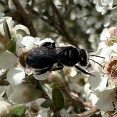 Leioproctus sp. (genus) (Plaster bee) at Namadgi National Park - 7 Jan 2024 by Pirom