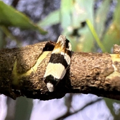 Zonopetala decisana (Wingia Group) at Corroboree Park - 12 Jan 2024 by Pirom