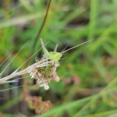 Conocephalus semivittatus (Meadow katydid) at Gungahlin, ACT - 16 Jan 2024 by HappyWanderer