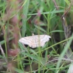 Scopula rubraria at Mulanggari NR (MUL_11) - 16 Jan 2024