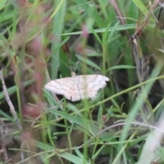 Scopula rubraria at Mulanggari NR (MUL_11) - 16 Jan 2024 05:23 PM