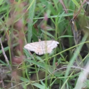 Scopula rubraria at Mulanggari NR (MUL_11) - 16 Jan 2024 05:23 PM