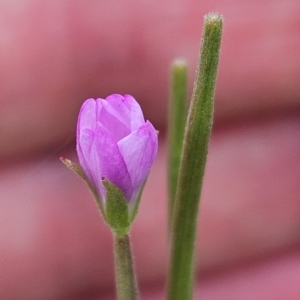 Epilobium billardiereanum subsp. cinereum at The Pinnacle - 16 Jan 2024 12:43 PM