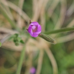 Epilobium billardiereanum subsp. cinereum at The Pinnacle - 16 Jan 2024 12:43 PM